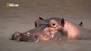 LIONS \& HIPPOS - Turf War - National Geographic Documentary HD -..