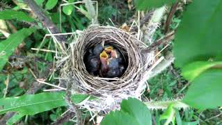 Тайна леса - Гнездо с птенцами. Пересмешка зеленая