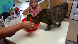 Try Not To Laugh Animals   Funny Cats Videos 2019   Funniest Clean Vines Compila