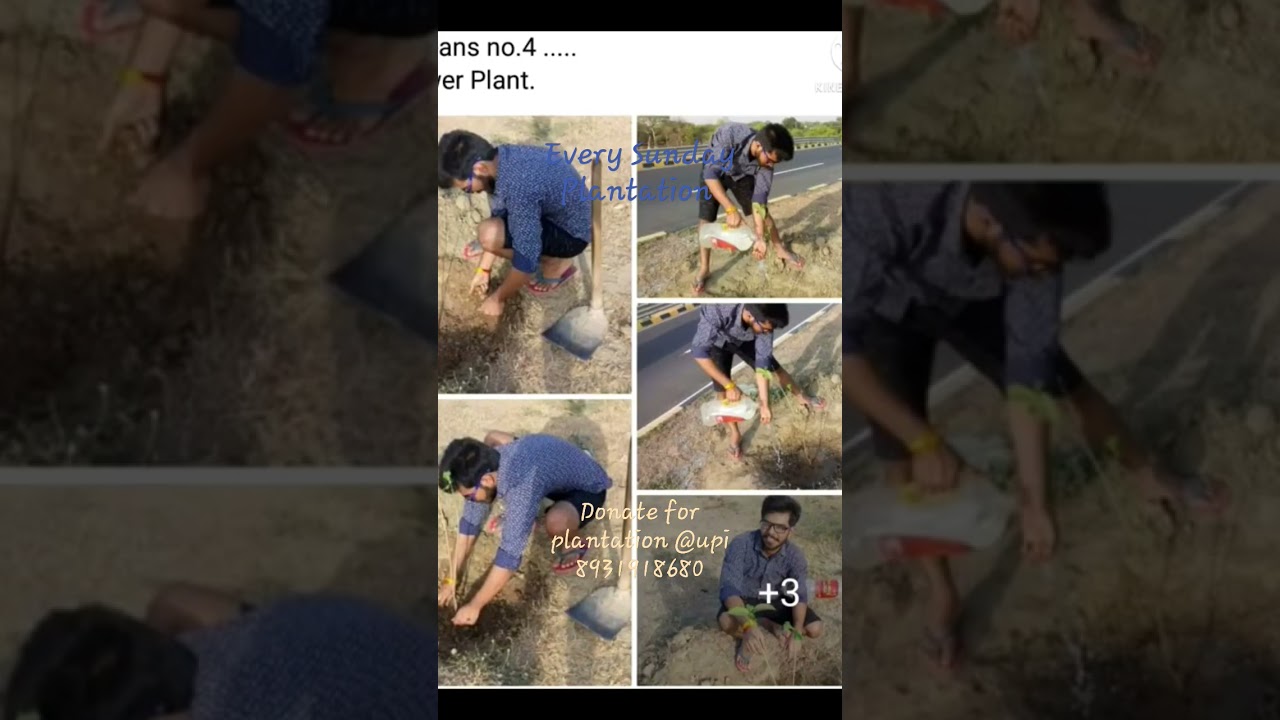 Every Sunday plantation, support plantation, save plant, save trees, save Earth, save environment 🌱🌱