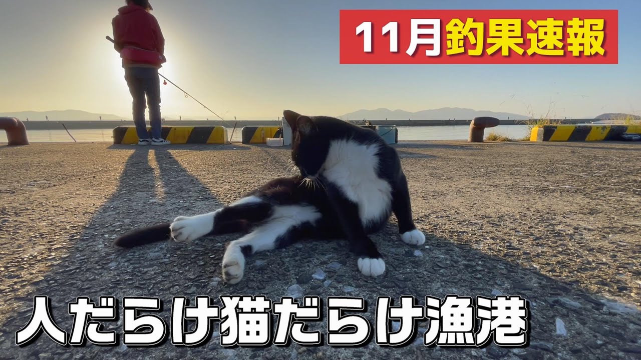 猫好きにはたまらない大多尾漁港でサビキ釣り
