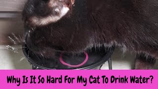 Why Is It So Hard For My Cat To Drink Water? by Serena the kAt 254 views 1 month ago 1 minute, 33 seconds