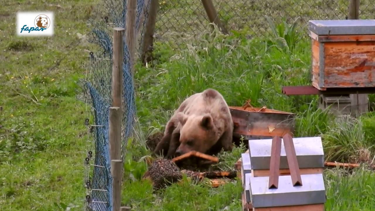 L'ours se nourrit essentiellement de miel : vrai ou faux ?