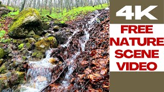 nature 4K 654 🌳 Free Nature Scene Video