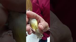 Download Lagu ciblek banyuwangi MURAH MP3