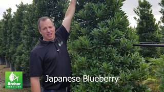 Japanese Blueberry - Archer Services