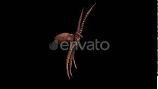 Octopus Animation | Motion Graphics - Videohive template