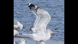 Visiting Winter Gulls–17 Feb 2024–Androscoggin County Maine