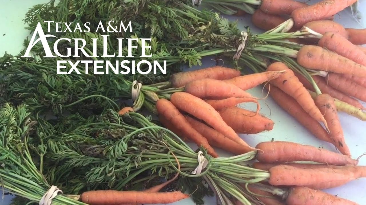 What's Growing On with Fall Planting