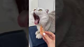 This happens all the time🥲#cats#cat🥺😱😱