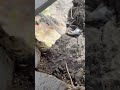 Отсутствует техника безопасности. Бишкекчане жалуются на стойкомпанию «Аалам строй»