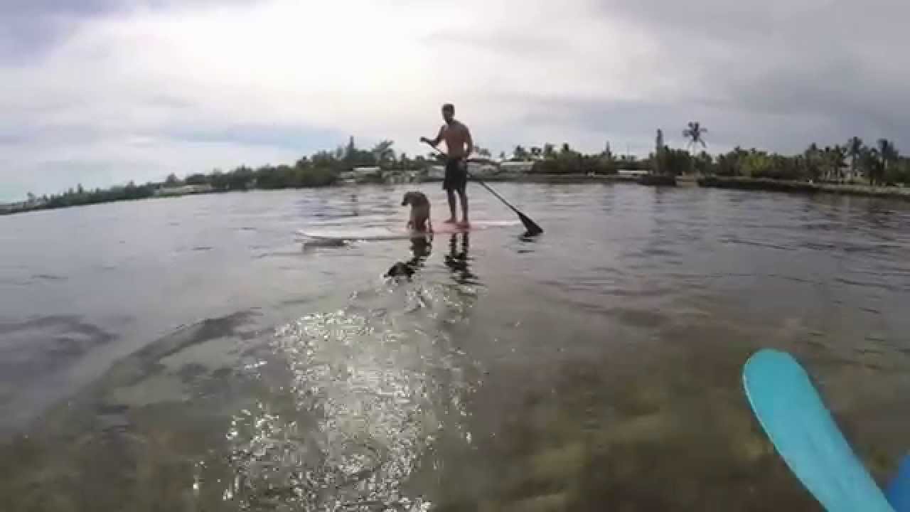 Paddle Pups - YouTube