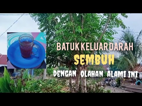 Jamu Herbal Untuk Batuk Berdarah
