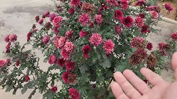 Trồng Hoa Cúc Thân Gỗ Tứ Mùa Nở Quanh Năm