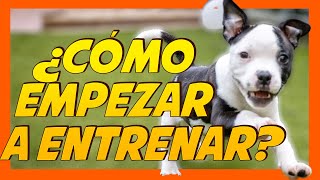Educar A Un Perro Cachorro Desde Cero Primeros Entrenamientos
