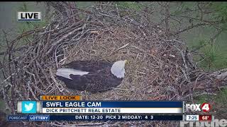 Eagle Cam begins Hatch Watch on pair of eggs