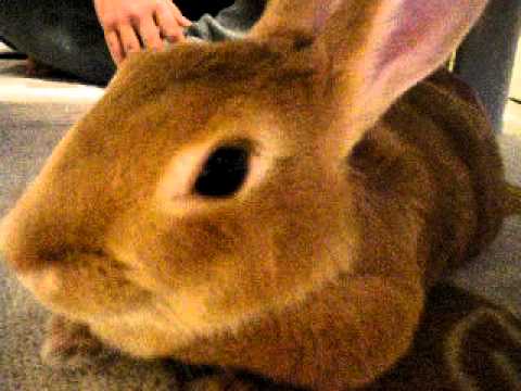 おしりをマッサージされると寝てしまううさぎちゃん Youtube