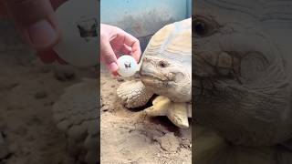 MENETAS DI INDO NIH!! Kura-kura Sulcata Murah di Jawa