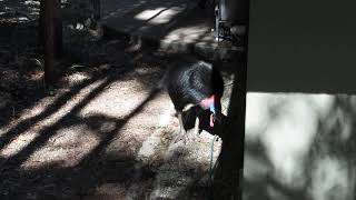 wild female Southern Cassowary making booming call