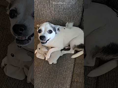 Dogs had unexpected reactions 😂❤️#shorts