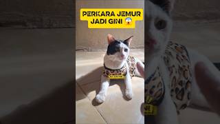 Patience As Thin As A Feather This Is How It Is subscribe cat funny trending shorts