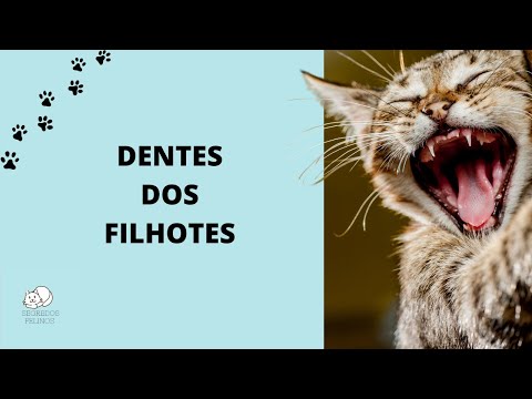 Vídeo: Quantos dentes tem um gato, como limpá-los
