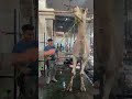 المديح عندنا في كرداسة المديح عندنا في كرداسة