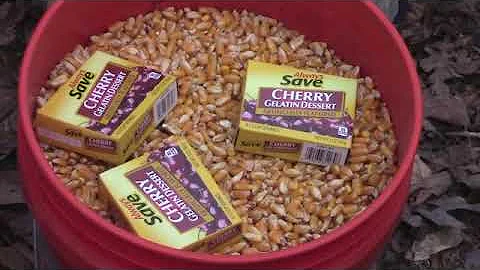 How to Bait Wild Hogs and keep them coming!