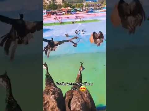 Really Want to fly || amazing Peacock #shorts #peacock #youtubeshorts