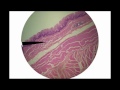 Digestive Histology