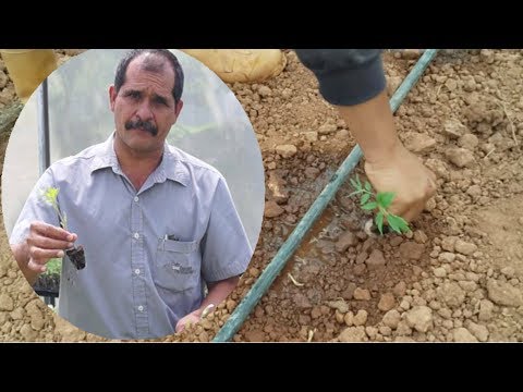 Video: Fruta de tomate hueca: qué hacer cuando las plantas de tomate son huecas