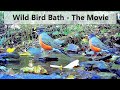 Natural Spring Birdbath - The Movie