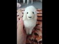 keçeden koyun 🐑 beğenmeyi ve takip etmeyi unutmayın 🙏