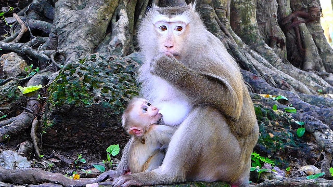 Mommy monkey in daily compassion feelings.@monkeyscorner - YouTube