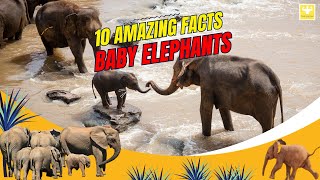 அழகான யானைக் குட்டி | Amazing Facts about Baby Elephant Video #babyelephants #elephant #tamil