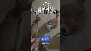 #애들아예절은있어야해#고양이#길냥이구조#길고양이#cat#길냥이#고양이일상#반려묘#고양이영상#고양이집사#고양이새끼#고양이훈련#고양이간식#고양이출산#새끼고양이#새끼#baby#애완동물