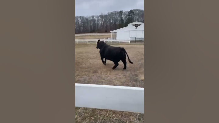 Rick ross happy that he added a bull