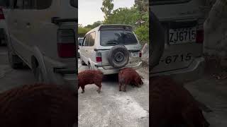 Two Pigs Scratch Themselves against a Vehicle