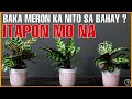 MGA HALAMAN SA BAHAY NA MAAARING MAGDALA NG LABIS NA KAMALASAN SA BUHAY | UNLUCKY PLANTS