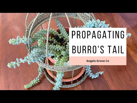 How to Propagate Burro&rsquo;s Tail Succulent // Angels Grove Co