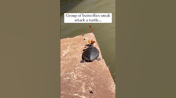 Butterfly Crown - Turtle just trying to get some sunshine! #shorts #short #shortvideo