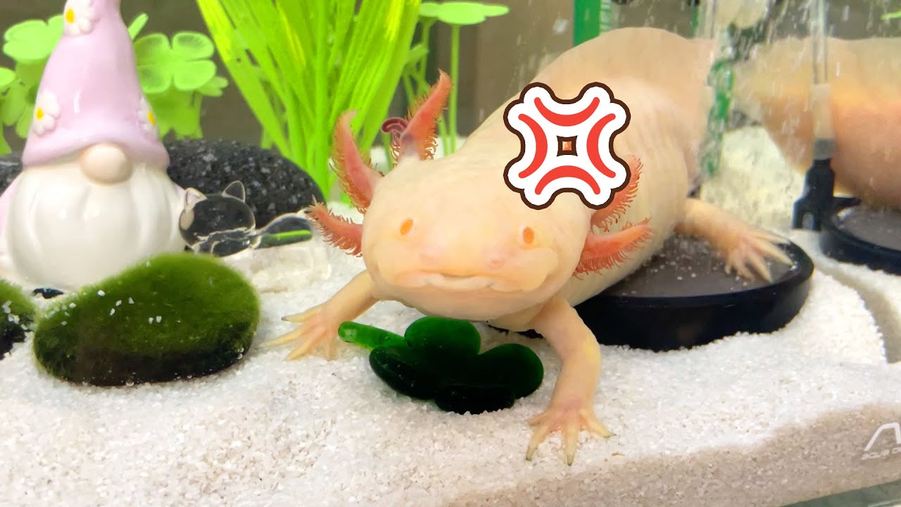 Axolotl] I got a complaint from my axolotl after changing the
