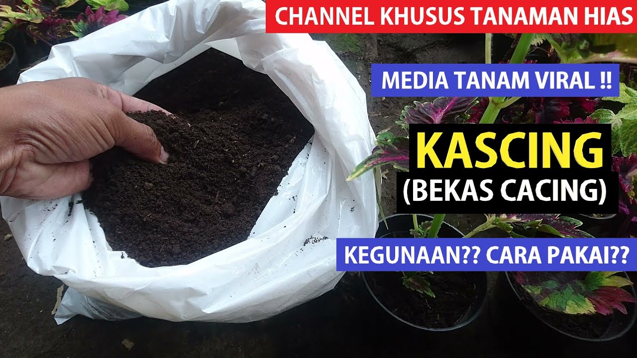 Eps 136 Media Tanam KASCING (beKAS caCING)??  Apa Keunggulannya?? Cara Pakainya?? Real Testimoni