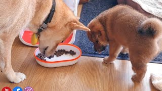 mom shows him how to eete solid food