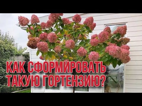 Как сформировать гортензию деревом