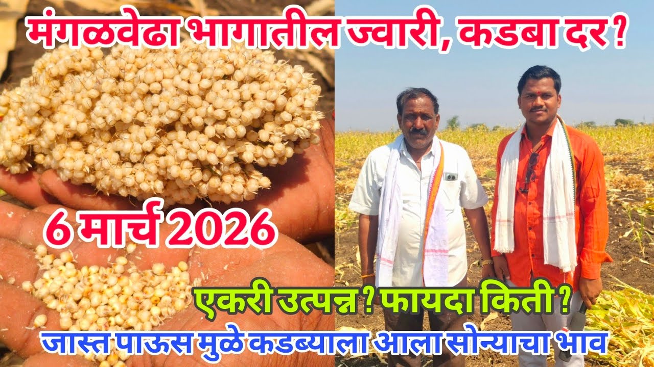 मंगळवेढा बोराळ भागांतील कडबा , ज्वारी दर ?#sangola_bazar #कडबा_चारा #भुसा #तूर #कडबा_पेंढी #hf_cow 