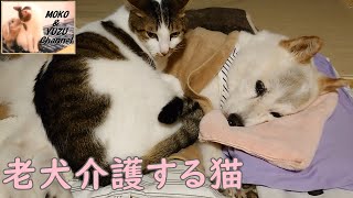 【老犬と猫】老犬を介護する小さな介護士ねこ