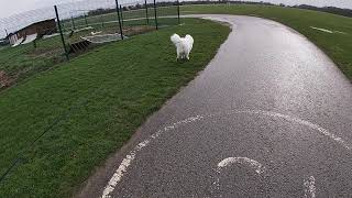 Sam Walks In The Wind