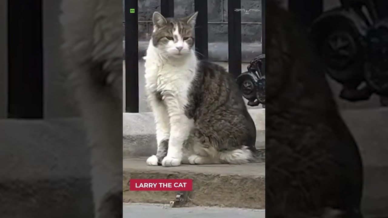 Six PMs, nine lives: Downing Street's chief mouser Larry outlasts another PM