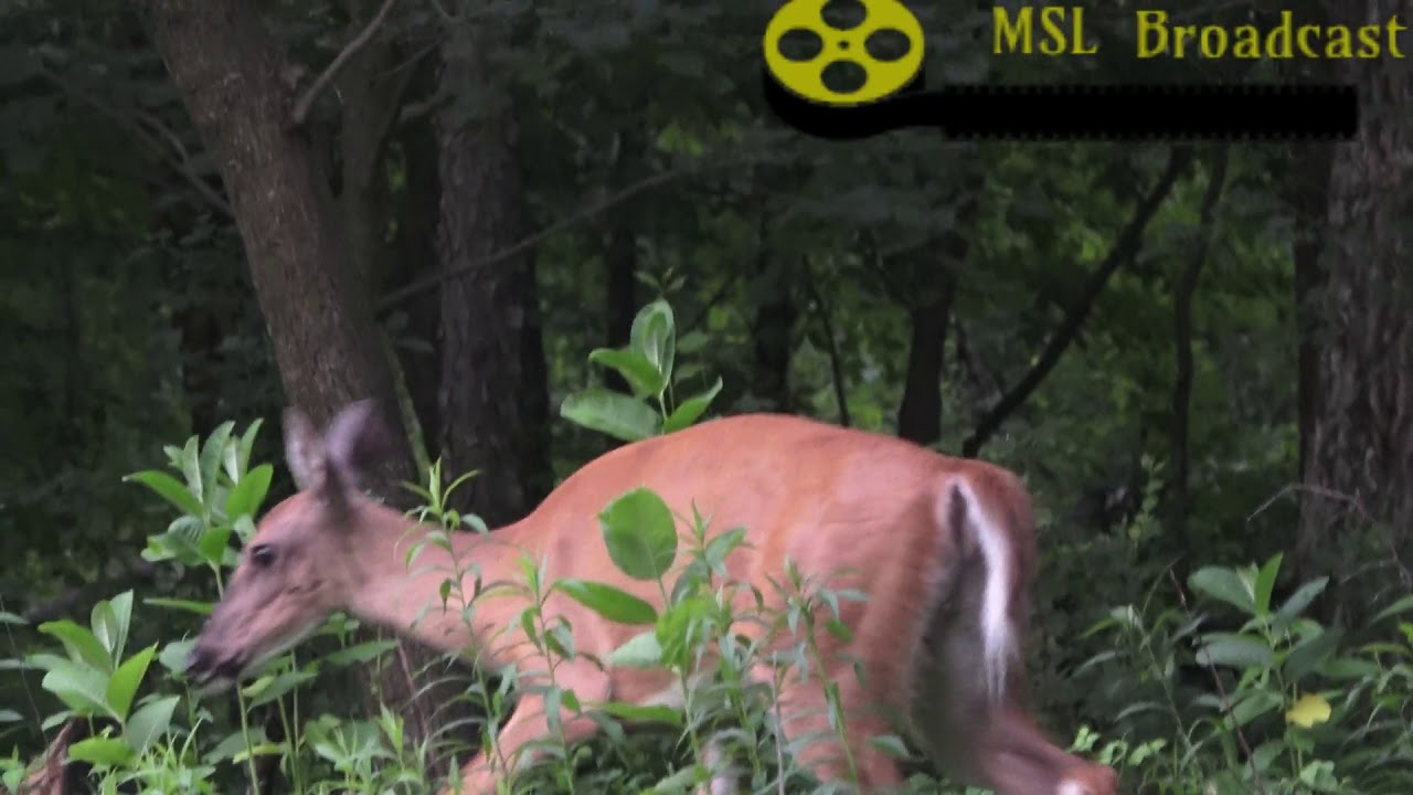 wild animals in mexico DEER ON THE WAY FOUND WHILE DRIVING